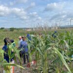 Panitia Pembangunan Masjid Roudlotul Musyayawwirin Galang Donasi Lewat Tanam Jagung Tahap II